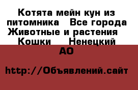 Котята мейн-кун из питомника - Все города Животные и растения » Кошки   . Ненецкий АО